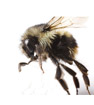 Bumble Bee