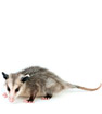 Opossum