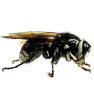 Hornets