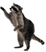 Raccoons