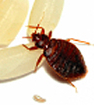 Bed Bugs 