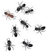 Ants