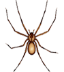 Brown Recluse Spider