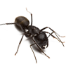 Carpenter Ants