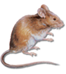 House Mouse