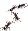 Odorous House Ants; Sugar Ants, Nuisance ants
