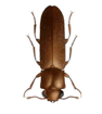 Powder Post Beetle