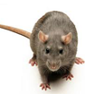 Norway Rats