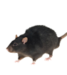 rodent exterminators