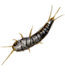 Silverfish