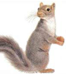 Squirrels