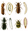 Food storage Pests