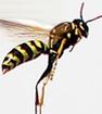 Paper wasps