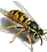 Bees