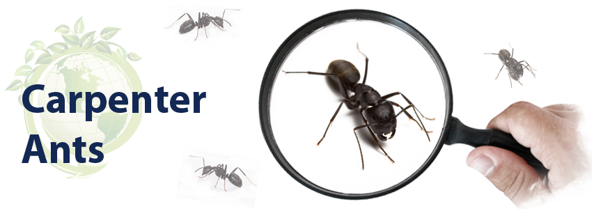 How To Get Rid Of Carpenter Ants Classic Insulation And Pest Control,What Is Coriander Powder