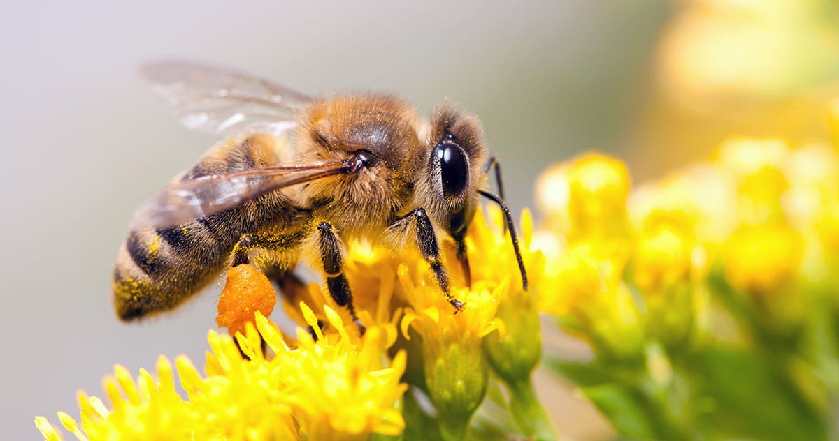 5 Methods Of Bee Removal Without Killing Them Professional Pest Control
