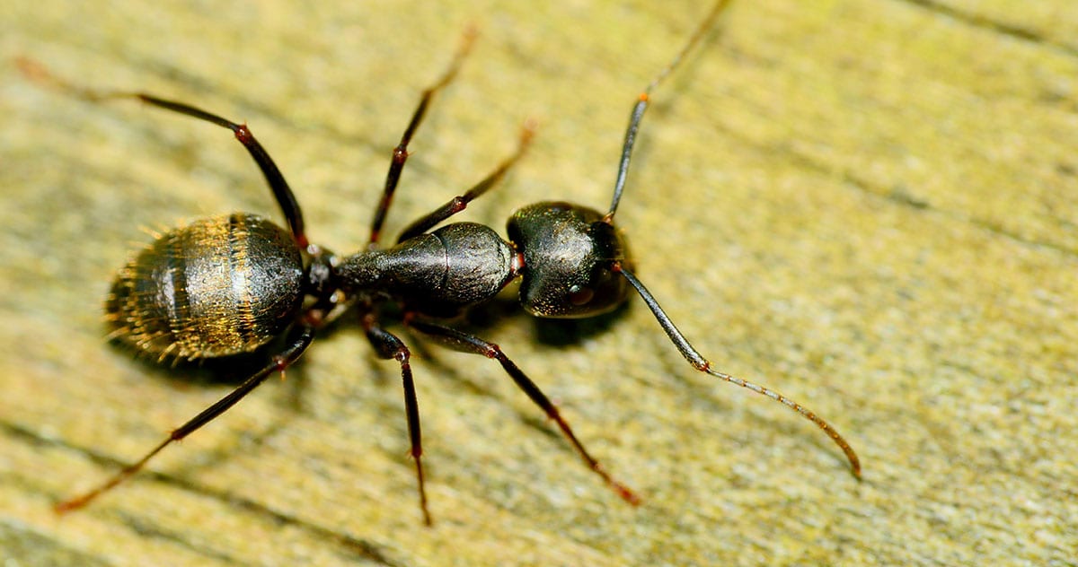 signs of carpenter ants in house