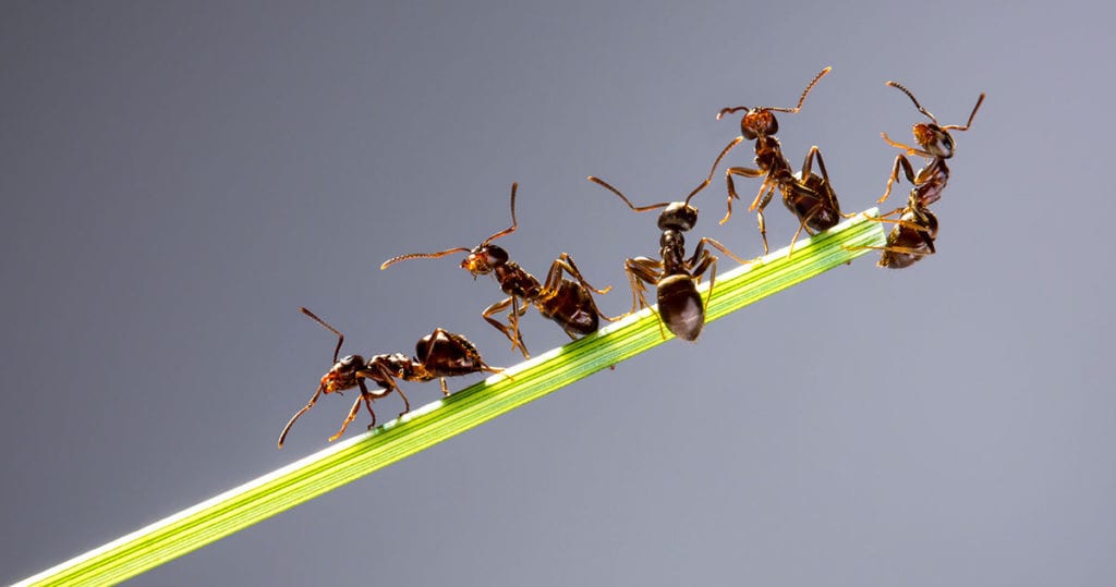 home remedies to keep red ants away