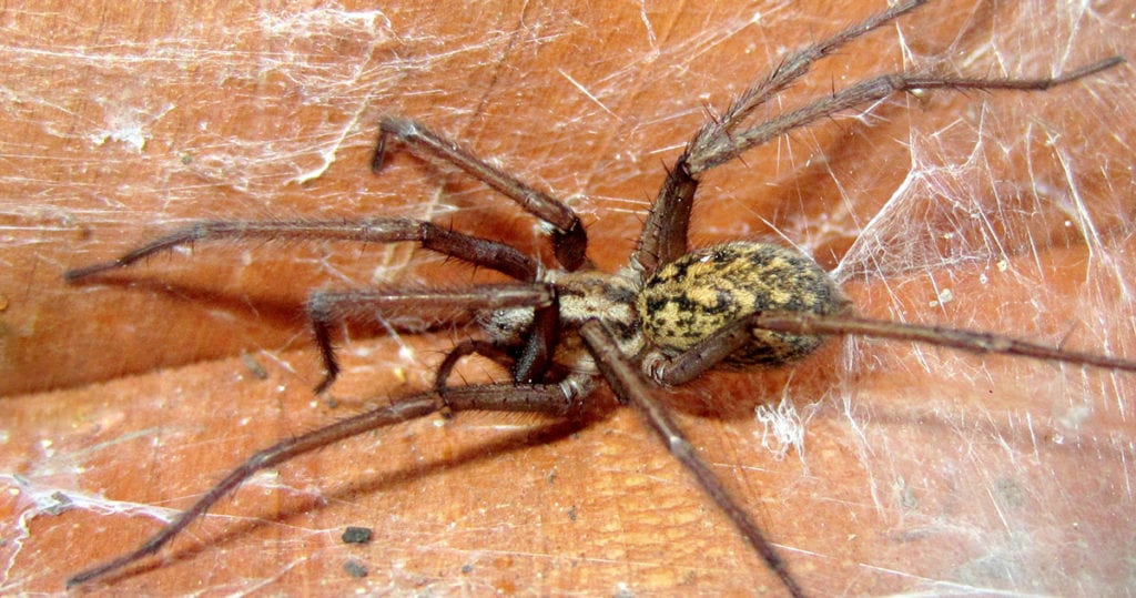 spider infestation hobo signs spiders flying