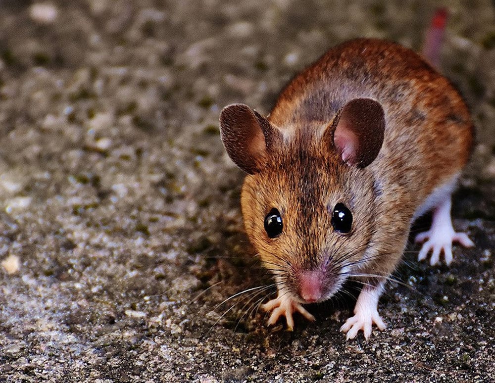Rodent Exterminator Seattle Classic Insulation & Pest Control