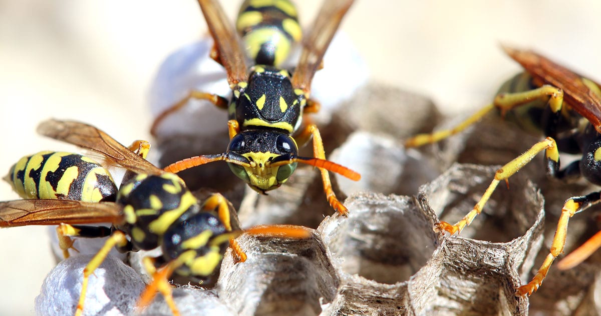 How to Keep Wasps Away From Your House 